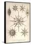 Acanthometra Sicula, Xiphacantha Types and Heliodiscus Phacodiscus-Ernst Haeckel-Framed Stretched Canvas