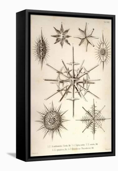 Acanthometra Sicula, Xiphacantha Types and Heliodiscus Phacodiscus-Ernst Haeckel-Framed Stretched Canvas