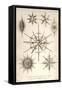 Acanthometra Sicula, Xiphacantha Types and Heliodiscus Phacodiscus-Ernst Haeckel-Framed Stretched Canvas