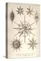 Acanthometra Sicula, Xiphacantha Types and Heliodiscus Phacodiscus-Ernst Haeckel-Stretched Canvas