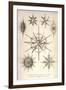 Acanthometra Sicula, Xiphacantha Types and Heliodiscus Phacodiscus-Ernst Haeckel-Framed Art Print