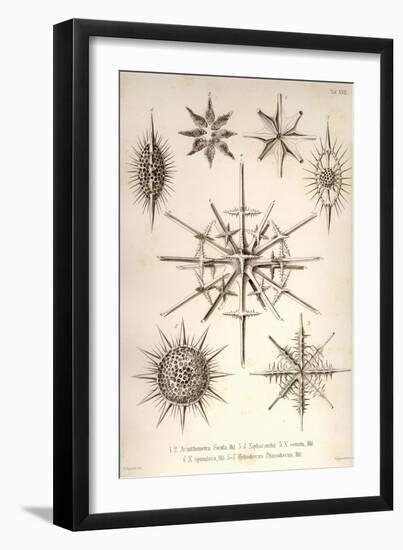 Acanthometra Sicula, Xiphacantha Types and Heliodiscus Phacodiscus-Ernst Haeckel-Framed Art Print