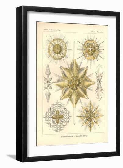 Acanthometra - Stachelstrahlinge, Pl.21 from 'Kunstformen Der Natur', Engraved by Adolf Giltsch,…-Ernst Haeckel-Framed Giclee Print