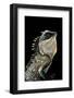 Acanthosaura Armata (Armored Pricklenape)-Paul Starosta-Framed Photographic Print