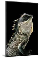 Acanthosaura Armata (Armored Pricklenape)-Paul Starosta-Mounted Photographic Print