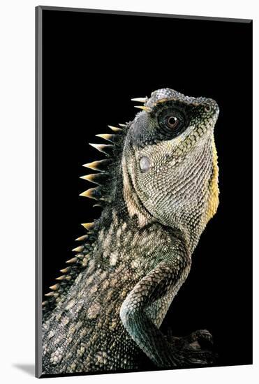 Acanthosaura Armata (Armored Pricklenape)-Paul Starosta-Mounted Photographic Print