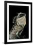 Acanthosaura Armata (Armored Pricklenape)-Paul Starosta-Framed Photographic Print