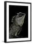 Acanthosaura Armata (Armored Pricklenape)-Paul Starosta-Framed Photographic Print