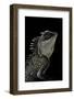 Acanthosaura Armata (Armored Pricklenape)-Paul Starosta-Framed Photographic Print