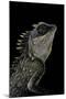 Acanthosaura Armata (Armored Pricklenape)-Paul Starosta-Mounted Photographic Print