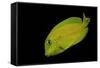 Acanthurus Olivaceus (Orangespot Surgeonfish) - Young-Paul Starosta-Framed Stretched Canvas