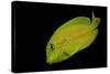 Acanthurus Olivaceus (Orangespot Surgeonfish) - Young-Paul Starosta-Stretched Canvas