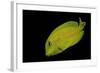 Acanthurus Olivaceus (Orangespot Surgeonfish) - Young-Paul Starosta-Framed Photographic Print