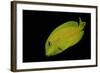 Acanthurus Olivaceus (Orangespot Surgeonfish) - Young-Paul Starosta-Framed Photographic Print