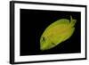 Acanthurus Olivaceus (Orangespot Surgeonfish) - Young-Paul Starosta-Framed Photographic Print