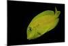 Acanthurus Olivaceus (Orangespot Surgeonfish) - Young-Paul Starosta-Mounted Photographic Print