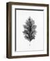 Acanthus Leaf 1-Allen Kimberly-Framed Art Print