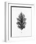 Acanthus Leaf 1-Allen Kimberly-Framed Art Print