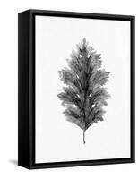 Acanthus Leaf 1-Allen Kimberly-Framed Stretched Canvas
