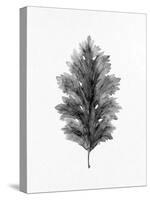 Acanthus Leaf 1-Allen Kimberly-Stretched Canvas