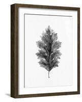Acanthus Leaf 1-Allen Kimberly-Framed Art Print