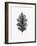 Acanthus Leaf 1-Allen Kimberly-Framed Art Print