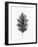 Acanthus Leaf 1-Allen Kimberly-Framed Art Print