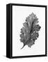 Acanthus Leaf 2-Allen Kimberly-Framed Stretched Canvas