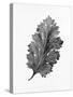 Acanthus Leaf 2-Allen Kimberly-Stretched Canvas