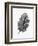 Acanthus Leaf 2-Allen Kimberly-Framed Art Print