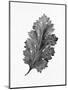 Acanthus Leaf 2-Allen Kimberly-Mounted Art Print