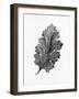 Acanthus Leaf 2-Allen Kimberly-Framed Art Print