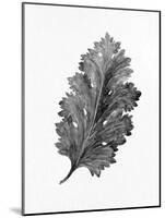 Acanthus Leaf 2-Allen Kimberly-Mounted Art Print