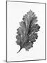 Acanthus Leaf 2-Allen Kimberly-Mounted Art Print
