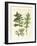 Acanthus Plants-null-Framed Giclee Print