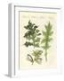 Acanthus Plants-null-Framed Giclee Print