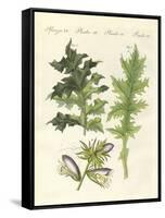 Acanthus Plants-null-Framed Stretched Canvas