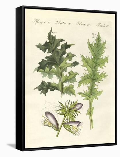 Acanthus Plants-null-Framed Stretched Canvas