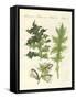 Acanthus Plants-null-Framed Stretched Canvas