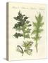 Acanthus Plants-null-Stretched Canvas