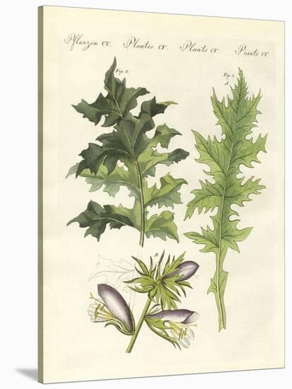 Acanthus Plants-null-Stretched Canvas