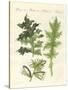 Acanthus Plants-null-Stretched Canvas