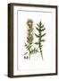 Acanthus Spinosus-Ferdinand Bauer-Framed Giclee Print