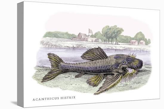 Acanticus Histrix-Robert Hermann Schomburgk-Stretched Canvas