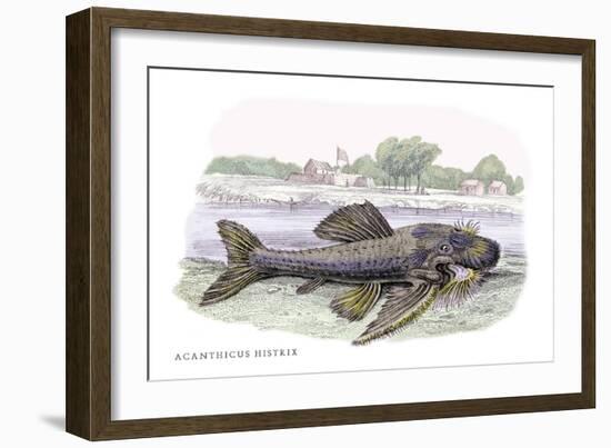 Acanticus Histrix-Robert Hermann Schomburgk-Framed Art Print