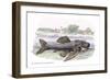 Acanticus Histrix-Robert Hermann Schomburgk-Framed Art Print