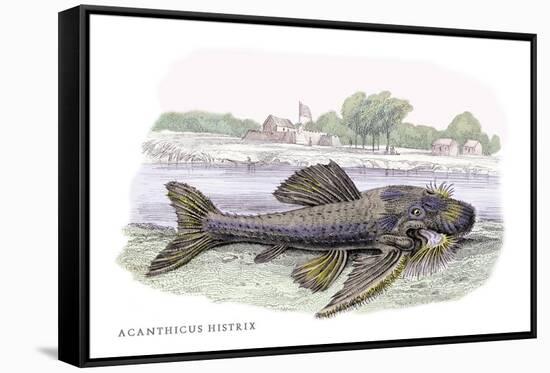 Acanticus Histrix-Robert Hermann Schomburgk-Framed Stretched Canvas