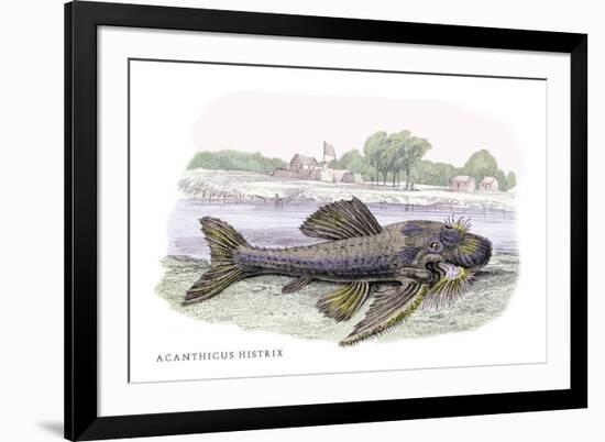 Acanticus Histrix-Robert Hermann Schomburgk-Framed Art Print