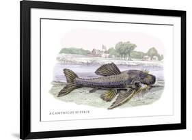 Acanticus Histrix-Robert Hermann Schomburgk-Framed Art Print