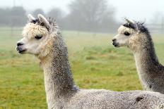 Two Grey Alpacas-acceleratorhams-Photographic Print